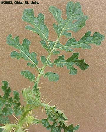 Buffalobur (Solanum rostratum)
