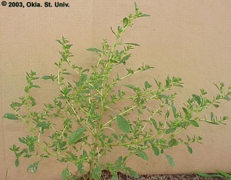 Tumble Pigweed (Amaranthus albus)