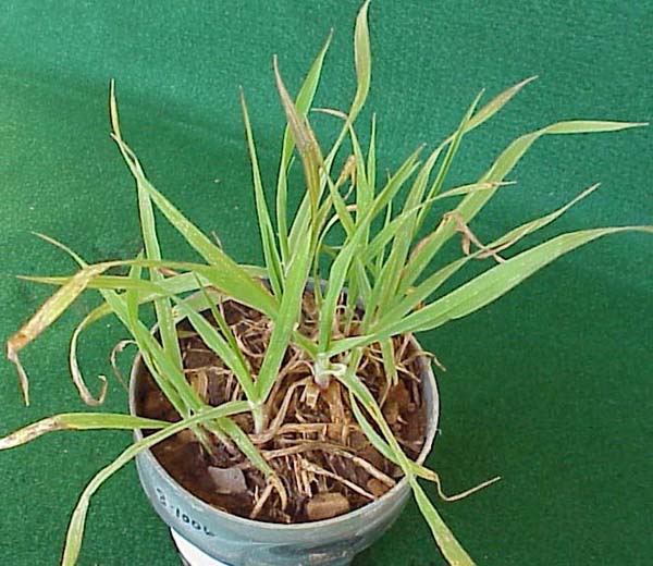 Rescuegrass (Bromus catharticus)