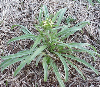 Bushy Wallflower (Ersimum repandum)