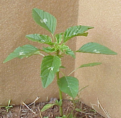 Palmer Amaranth (Amaranthus palmeri)