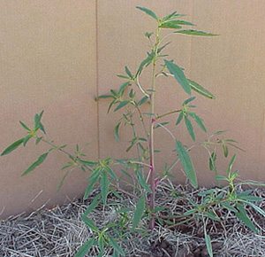 Tall Waterhemp (Amaranthus tuberculatus)