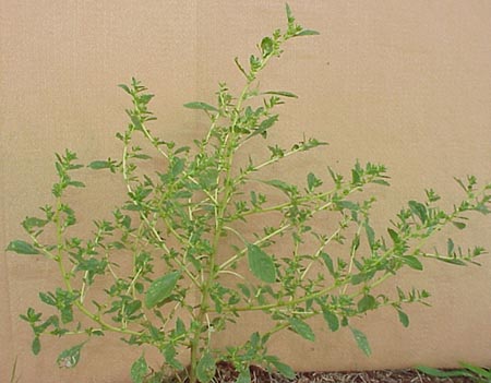 Tumble Pigweed (Amaranthus albus)