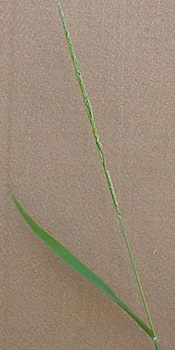 Prairie Cupgrass (Eriochloa contractra)