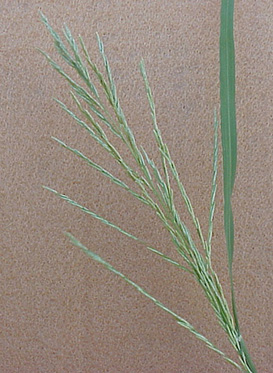 Southwestern Cupgrass (Eriochloa gracilis)