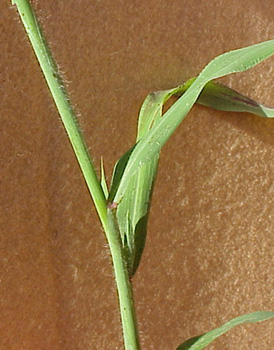Red Sprangletop (Leptochloa filiformis)