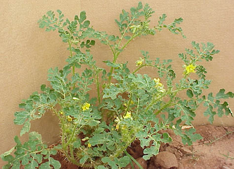 Buffalobur (Solanum rostratum)
