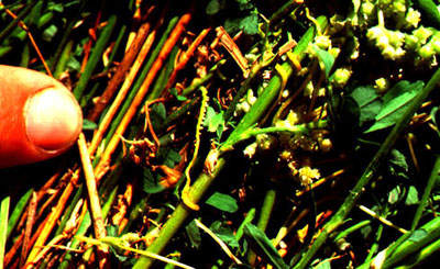 Dodder in Alfalfa (Cuscuta suaveolens)