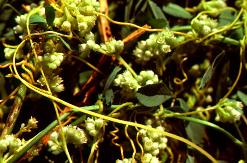 Dodder on Alfalfa (Cuscuta suaveolens)