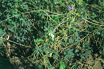 Dodder Infesting Alfalfa (Cuscuta suaveolens)