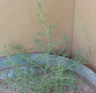 Russian Thistle (Salsola iberica)