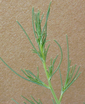 Russian Thistle (Salsola iberica)
