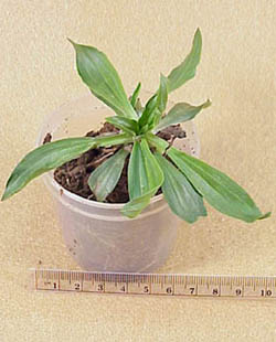 Buckhorn Plantain (Plantago lanceolata)
