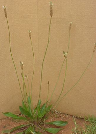 Buckhorn Plantain (Plantago lanceolata)