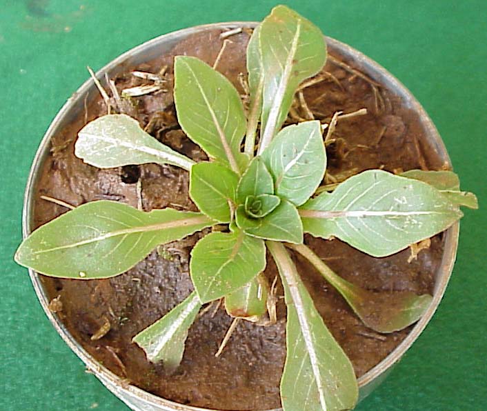 Cutleaf Eveningprimrose (Oenothera laciniata)
