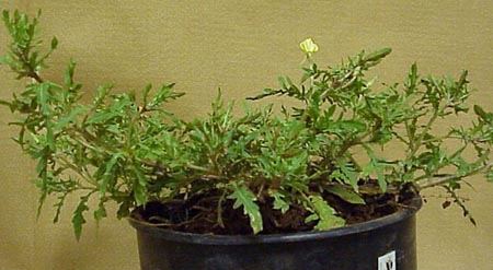 Cutleaf Eveningprimrose (Oenothera laciniata)