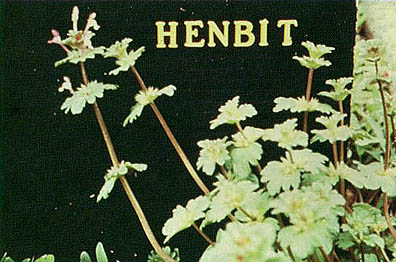 Henbit (Lamium amplexicaule)