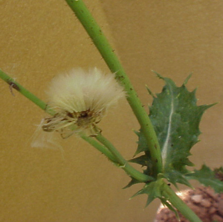 Spiny Sowthistle
