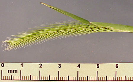 Little Barley (Hordeum pusillum)
