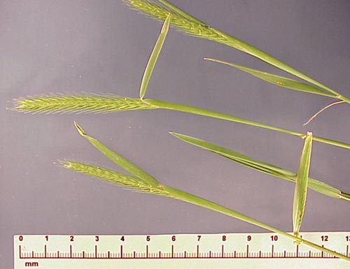 Little Barley (Hordeum pusillum)