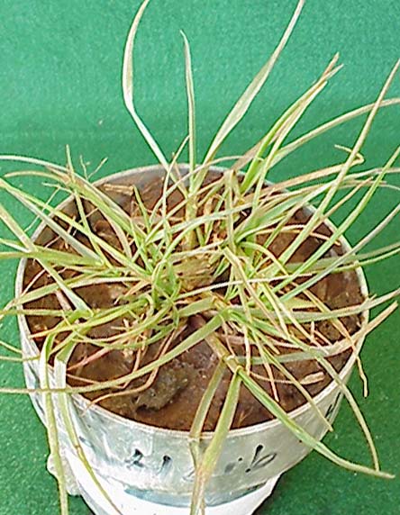 Italian Ryegrass (Lolium multiflorum)