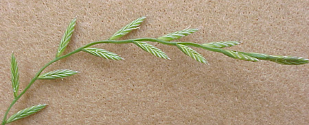 Italian Ryegrass (Lolium multiflorum)