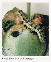 Large bollworm boll damage