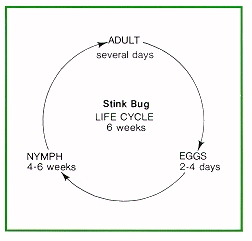 Stink bug life cycle