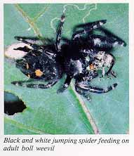 Black and white jumping spider feeding