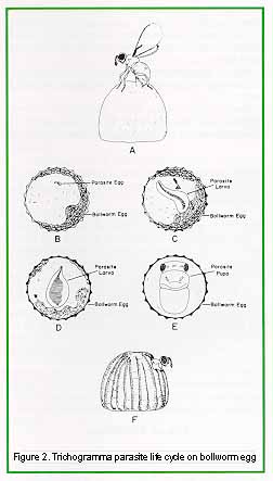 Figure 2. Trichogramma parasite life cycle on bollworm egg