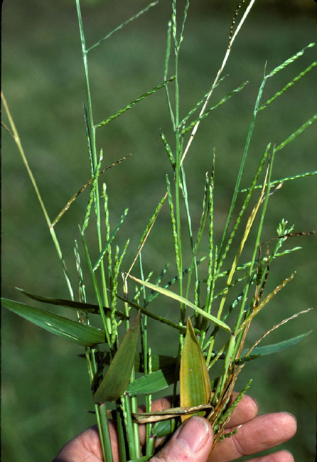broadleaf signalgrass