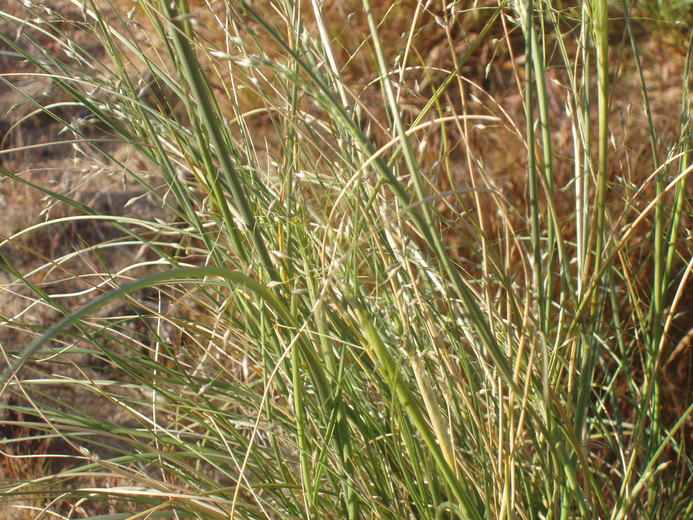 Indian Ricegrass [Oryzopsis hymenoides]