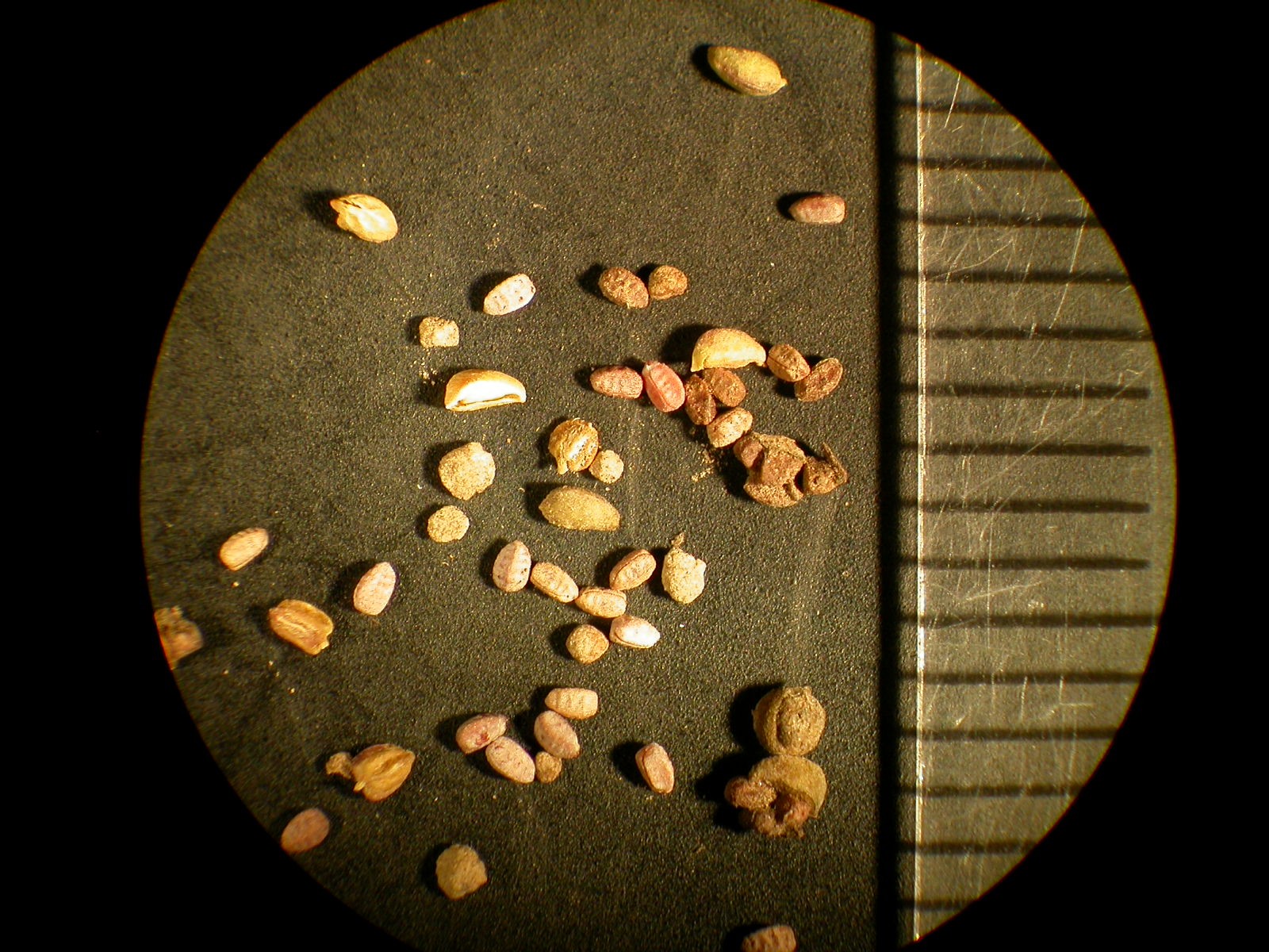 Image of Prostrate spurge seeds
