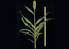 How a Sorghum Plant Develops